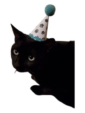 Birthday Cone Hat for Cats - Teal and White